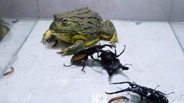 Bull Frog and 3 Black Titan Bug and Larval смотреть онлайн