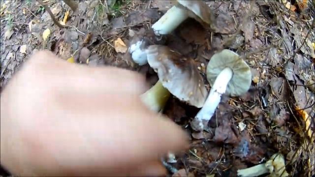 Рядовка серая (Будни охотника и рыбака) смотреть онлайн