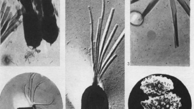 Геологическая история Земли. Часть 1 смотреть онлайн
