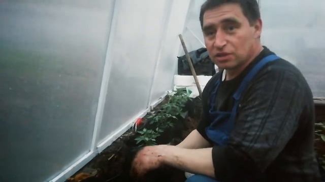 Новая теплица и новый способ посадки Помидоров и всего понемногу. смотреть онлайн