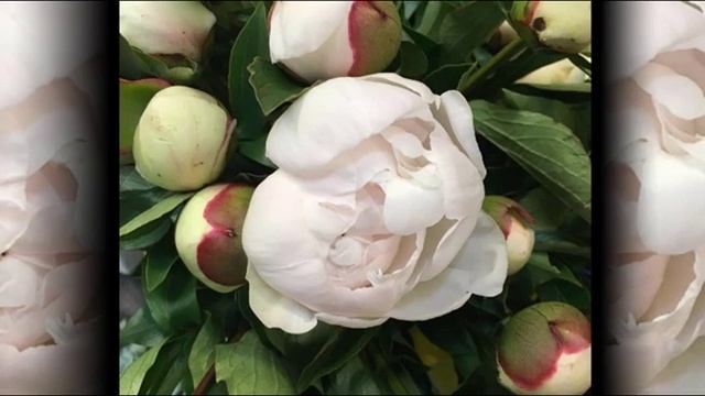Peony "Festiva Maxima" смотреть онлайн