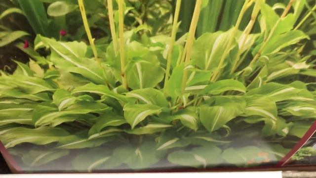 САД 2021.Посадочный материал в Леруа Мрлен.Флоксы,Пионы,Астильбы. смотреть онлайн