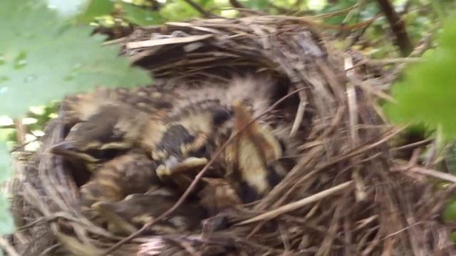 Гнездо в кусте смородины