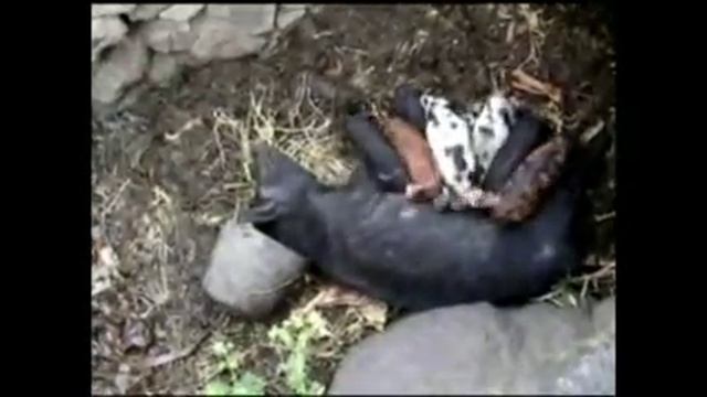 Cap Vert : tout en tendresse смотреть онлайн