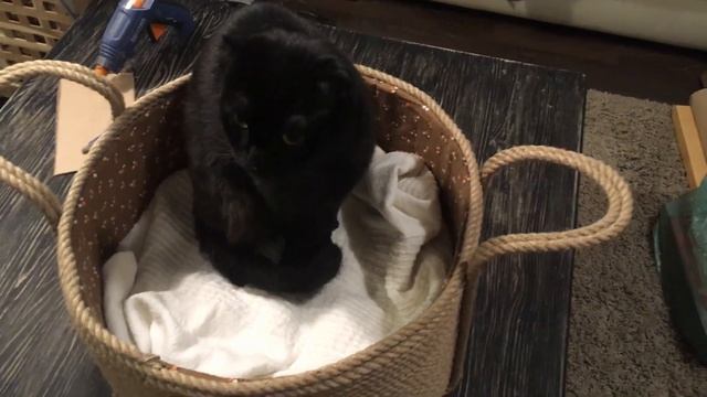 Лежанка для кошки своими руками Bed for cats DIY смотреть онлайн