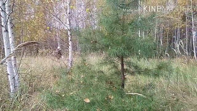 Октябрьский сосновый лес. Беково, Пензенская область. смотреть онлайн