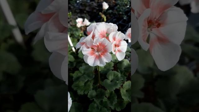 Salmon Queen Zonal мушкато. Цвети Цвет www.cveticvet.com смотреть онлайн