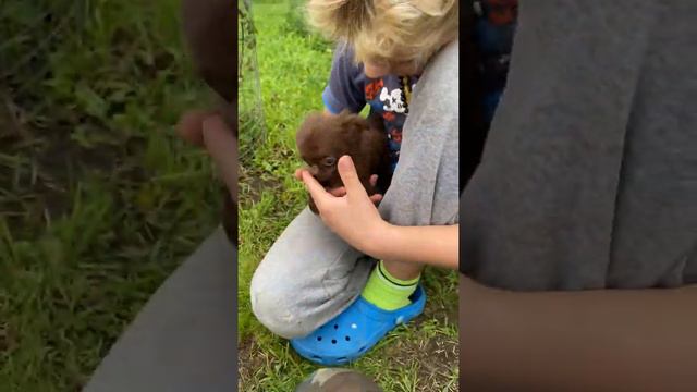 Чихуахуа мальчик супер мини невероятное чудо природы! смотреть онлайн