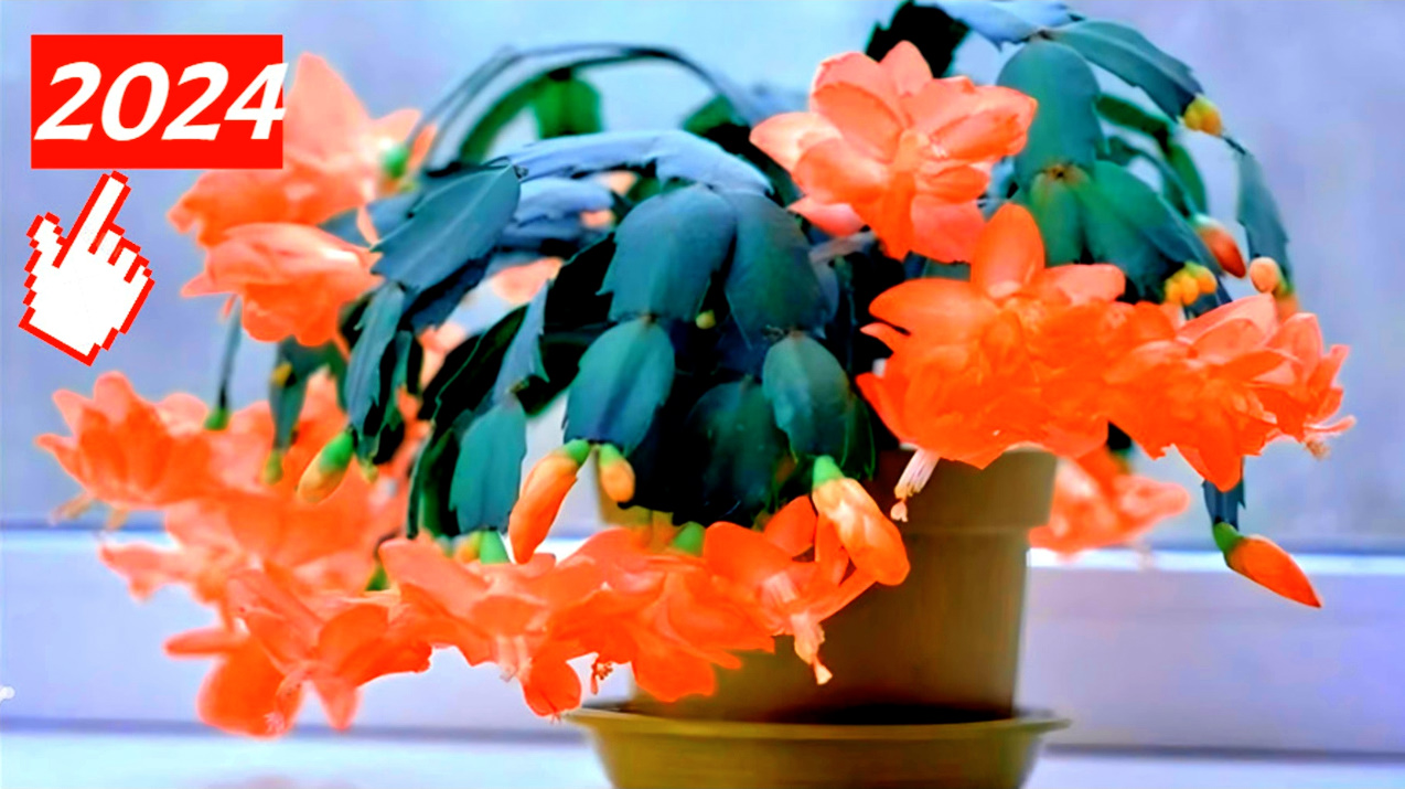 Почему декабрист сбрасывает цветочные бутоны , как этого избежать / уход в домашних условиях ! смотреть онлайн