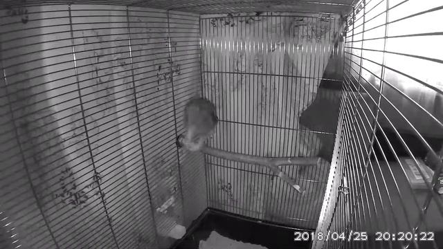 Сова Сплюшка Соня смотреть онлайн