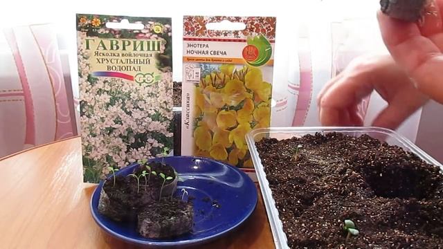 Красивые многолетники в саду.Энотера и ясколка.