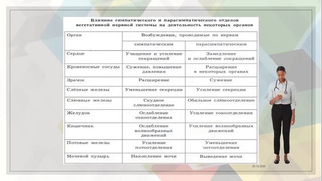 24 Вегетативная нервная система смотреть онлайн