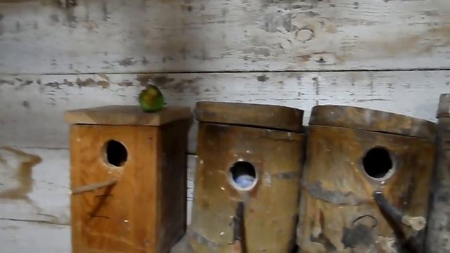 Птенцы канареек, первое яйцо у амадин, драки за гнезда у попугаев. смотреть онлайн