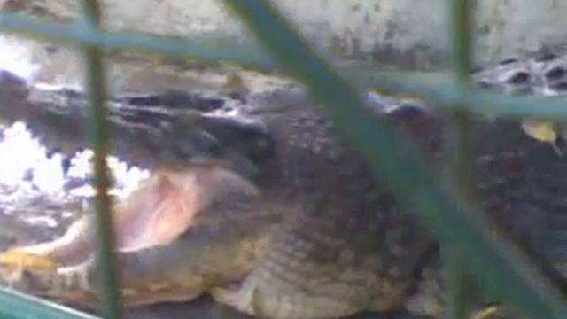 Crocodile park смотреть онлайн