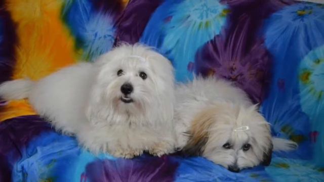 The Best of...Briliant z Madagaskaru - Coton de Tulear - To nejlepší z naší smečky смотреть онлайн