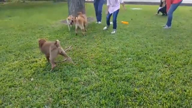 SharPei Dog Family Morocha Trip | Familia SharPei смотреть онлайн