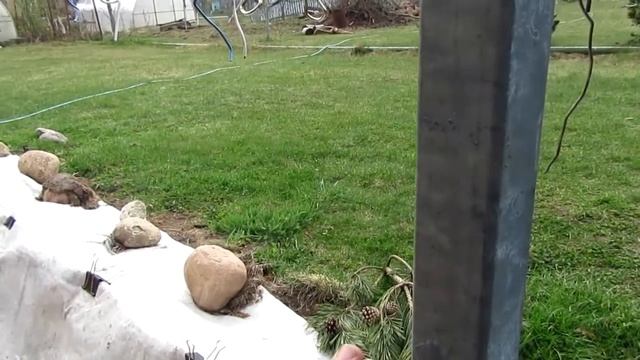 ??Виноград. Шпалерная проволока. Трос для шпалер. смотреть онлайн