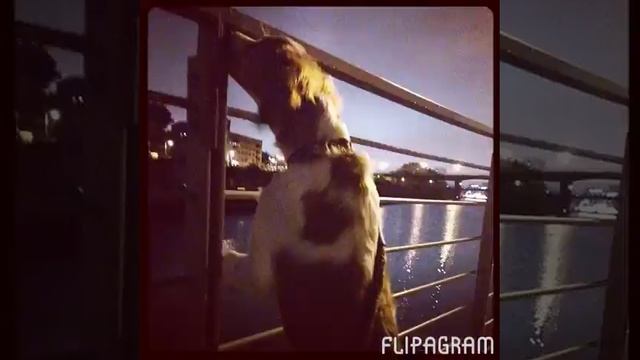 Flipagram - The 2013 Adventures of Lincoln смотреть онлайн