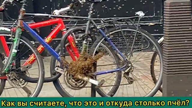 Bees in the bicycle? What is going on?/Пчёлы на велосипеде? В центре города... смотреть онлайн