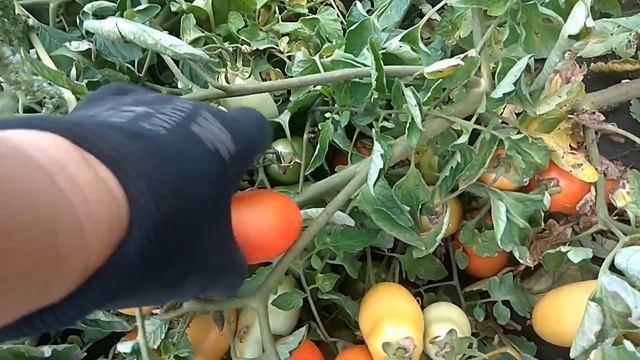 Томаты БОБКАТ - мега крутой гибрид. Рекомендую!!! смотреть онлайн