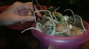 Орхидея потеряла листья, что делать, как оценить состояние, требуется ли пересадка