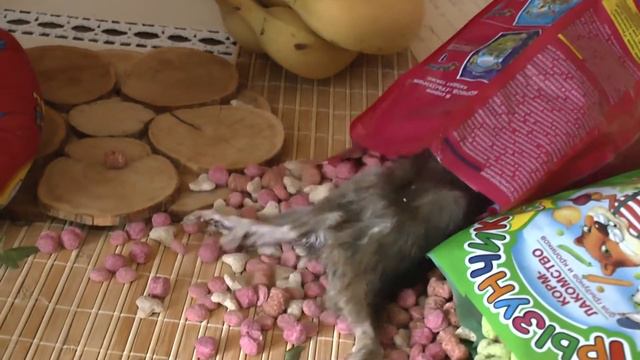 Последнее видео смотреть онлайн