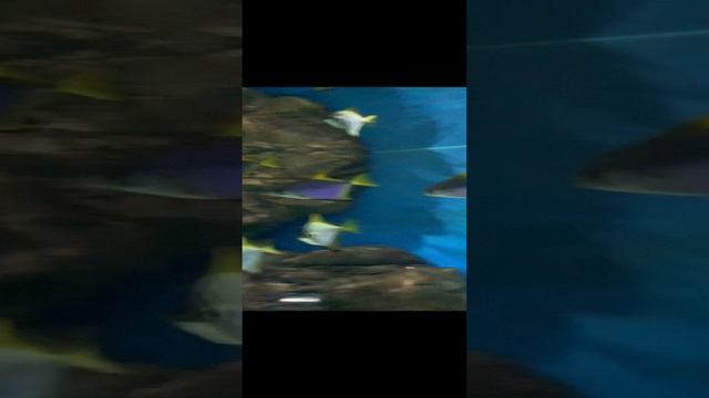 Рыбы смотреть онлайн