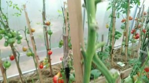 НОВИНКА ?сезона 2020?Томат МАША?♀️и МЕДВЕДЬ?Крупные, лежкие?СНОВА посажу ?