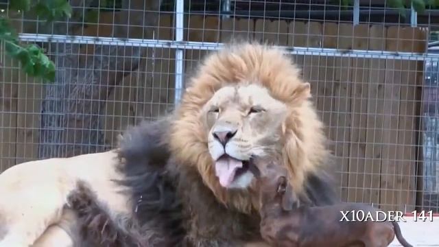 Smile and everything will be fine))) смотреть онлайн