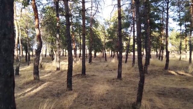 Сосны. Движение камеры в соснах. Full HD 60fps смотреть онлайн