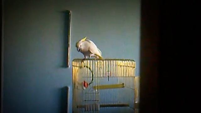 Какаду Платон танцует и поёт смотреть онлайн