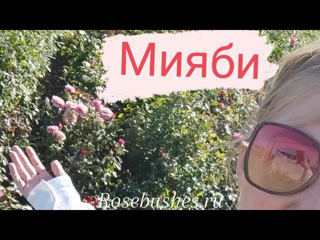мияби. miyabi. (шраб. японка) rosebushes.ru саженцы роз питомника. смотреть онлайн