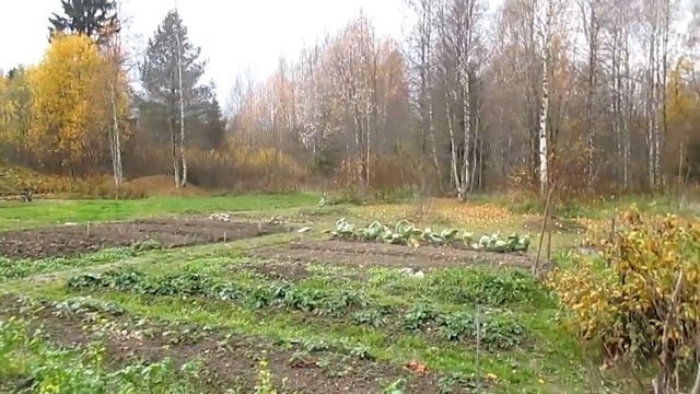 Дача/Октябрь 2021/Уборка слив/Обзор смотреть онлайн