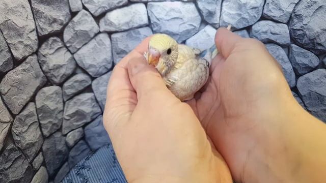 Ручные птенцы волнистых попугайчиков. Очень красивые птенчики.