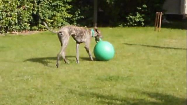 Rosie The Greyhound Staffie X and The Bouncy Hopper смотреть онлайн