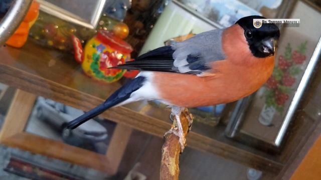 Домашний снегирь смотреть онлайн