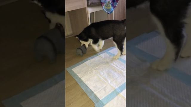 Нападение Лисы на бегемота смотреть онлайн