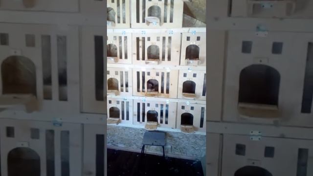 Новая голубятня. Pigeon.Бойные ,сочи,статные голуби. смотреть онлайн