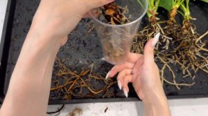 Залила Антуриум так, что сыпятся корни (Часть 3)