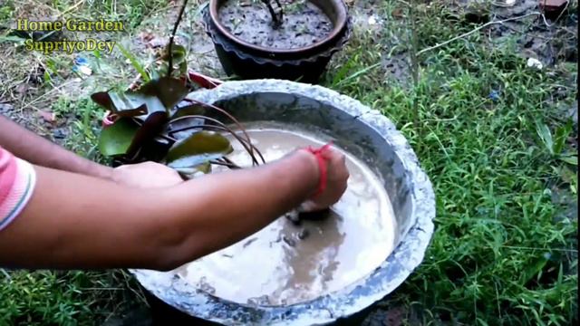 শাপলা বা শালুক প্রতিস্থাপন ও সম্পূর্ন পরিচর্যা | Water lily care. смотреть онлайн