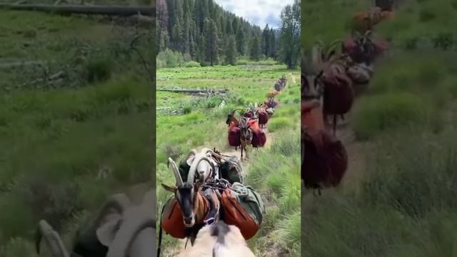 Это уже не лошади, а горные козлы \ These are not horses, but mountain goats)))) смотреть онлайн
