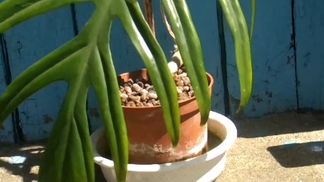 Филодендрон изящный смотреть онлайн