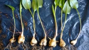 Дримиопсис — уход в домашних условиях