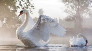 Андре Рье - Лебедь