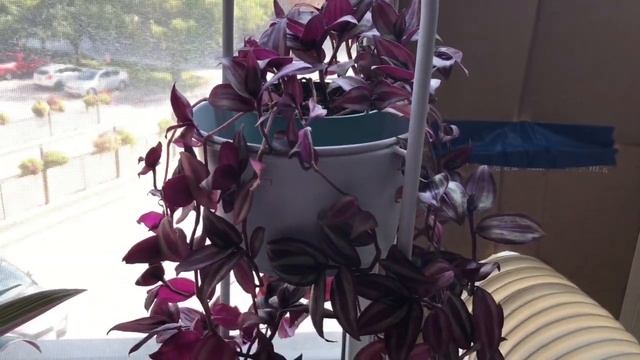 Tips For A Fuller Tradescantia zebrina | Wandering Jew Plant смотреть онлайн