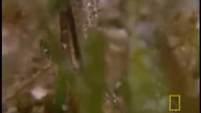 Moochers of the Caribbean смотреть онлайн