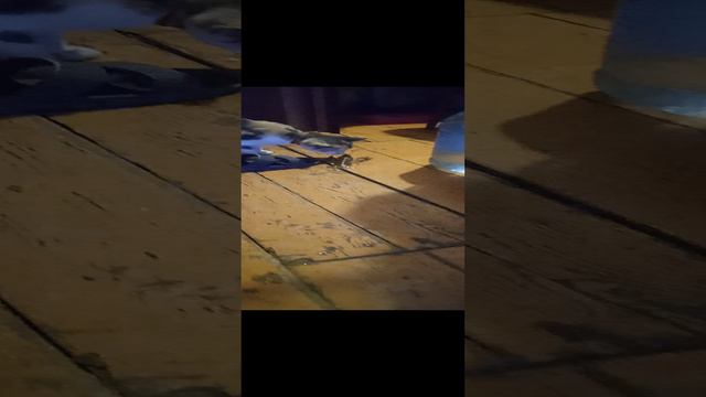 VID_20240903_193010.mp4