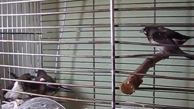 зебровые амадины, японские амадины смотреть онлайн