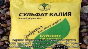 Чем подкормить астры