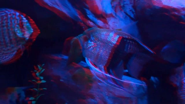 Your virtual aquarium 3D anaglyph part 2 смотреть онлайн